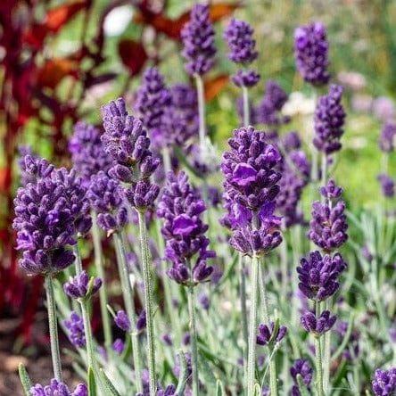Pastel Lavender Flower Seeds for Landscaping and Fragrant Gardens