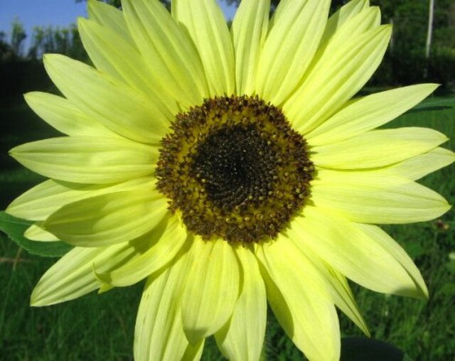 Pastel Yellow Sunflower Seeds for Planting in Home Gardens