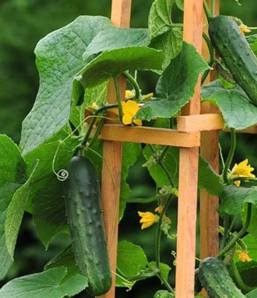 Patio Snacker Cucumber Plant with Crisp Green Fruit from Seeds