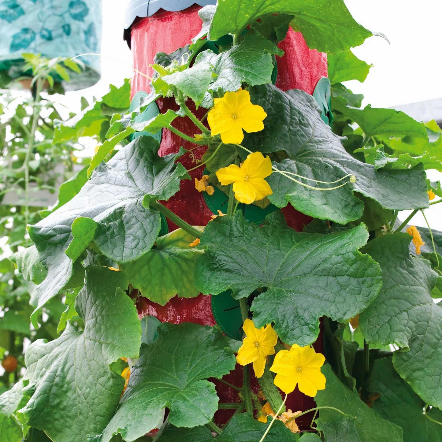 Patio Snacker Cucumber Seedlings Growing in Pots, Easy Container Gardening Seeds
