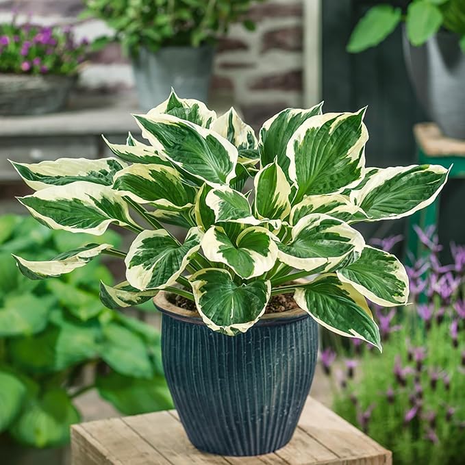 Patriot Hosta Seeds Producing Variegated Shade-Loving Foliage