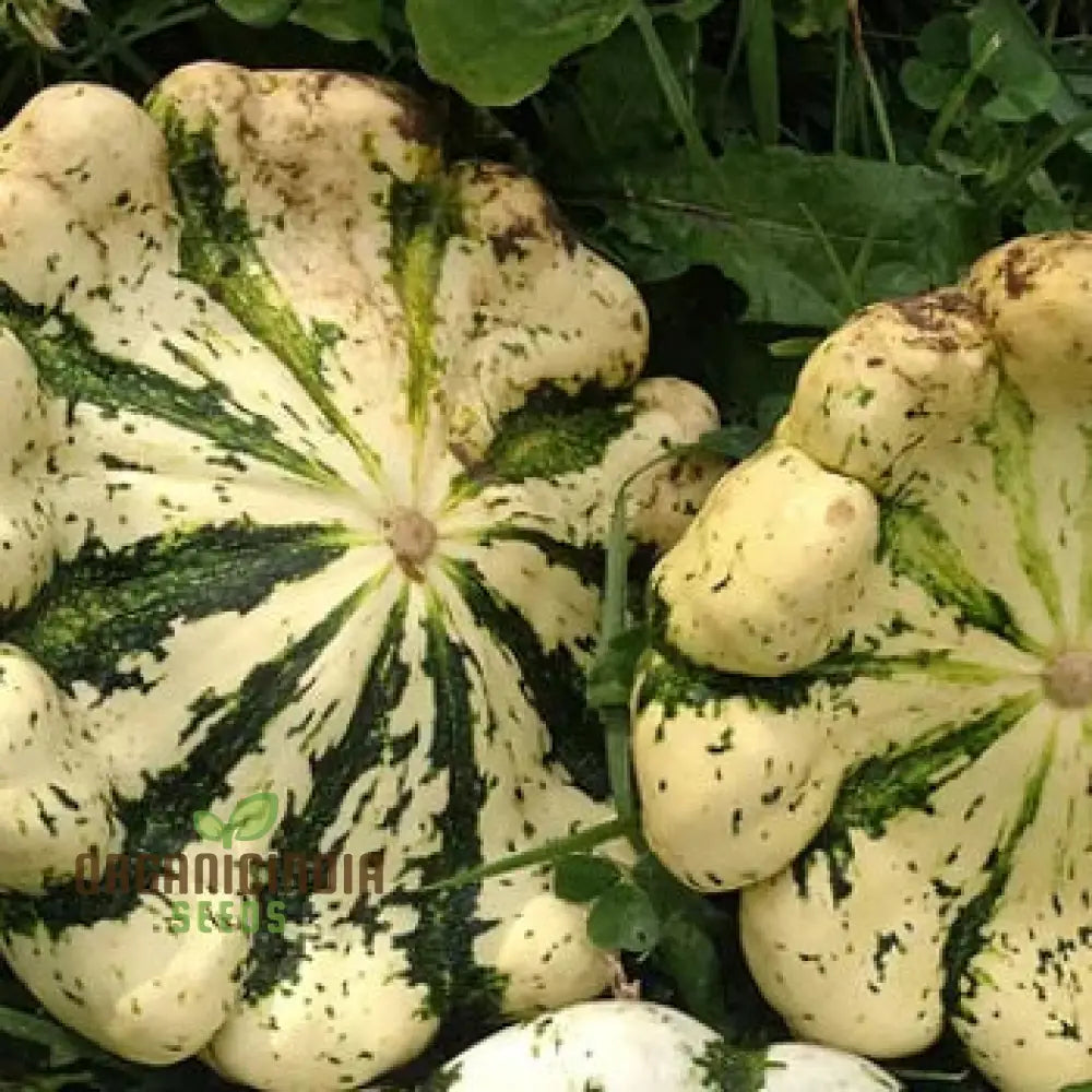 Pattison's Panache Squash Seeds for Planting, High Yield Summer Squash Seeds