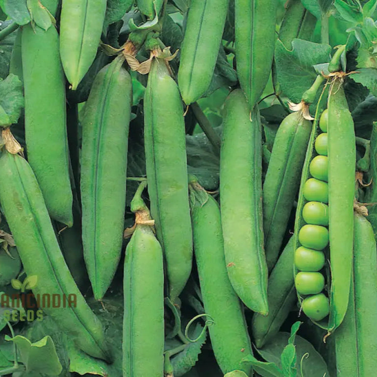 Mature Pea Bean Plant from Seeds, Climbing Vegetable Variety