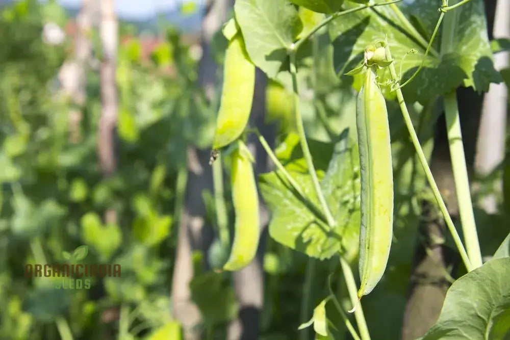 Close-Up of Pea Bean Pods, Green Homegrown Vegetables