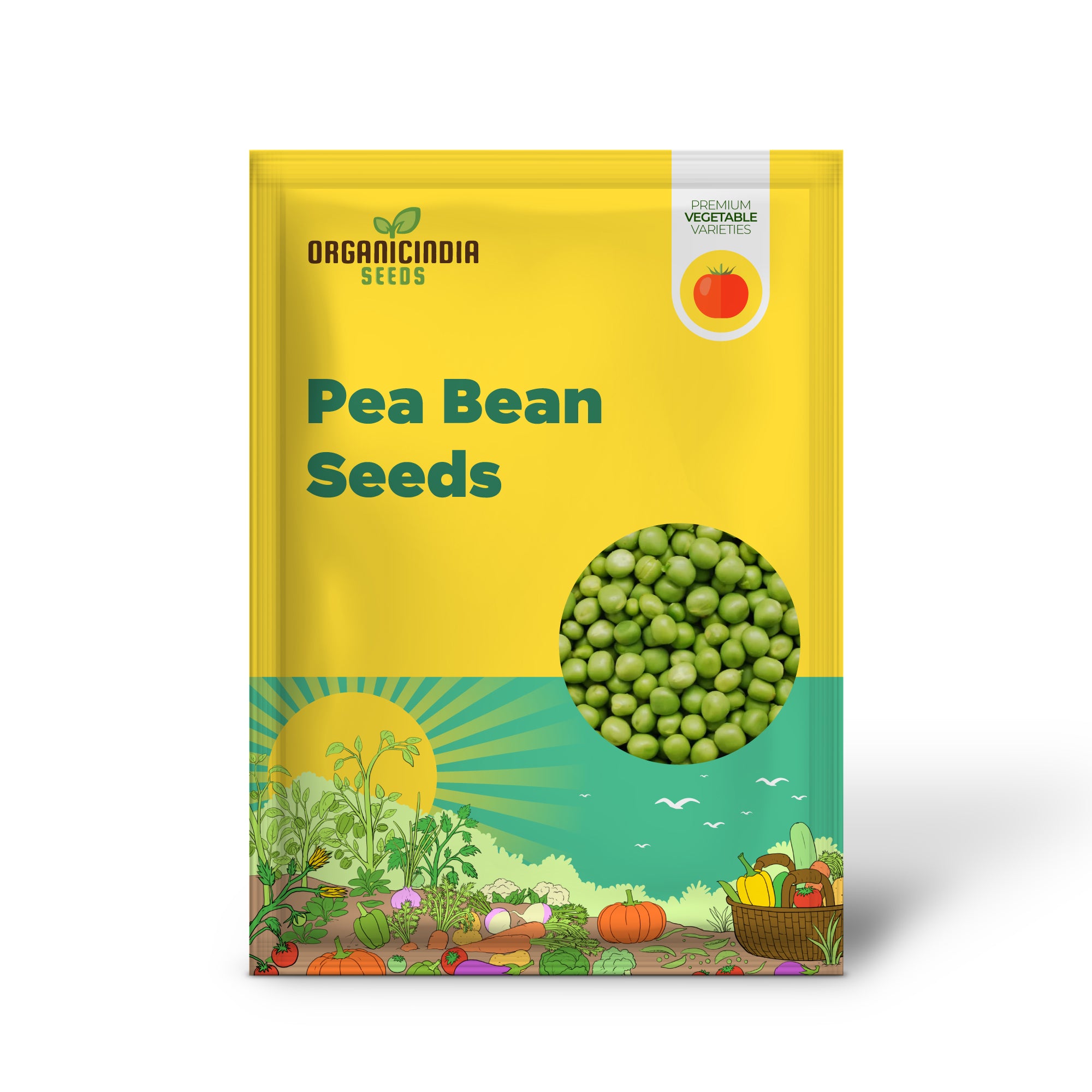 Pea Bean Seedlings Growing from Seeds, Easy-to-Grow Garden Plants
