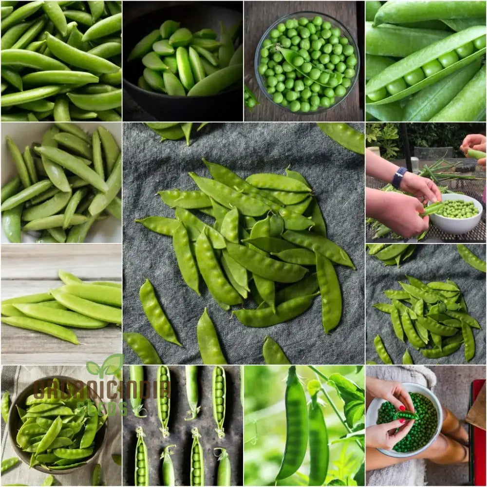 Mixed Organic Pea Seeds for Planting, High-Yield Vegetable Seeds