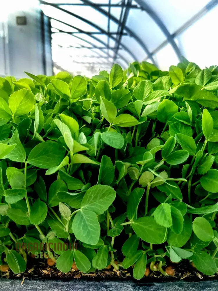 Freshly Harvested Pea Shoots from Seeds, Crisp and Nutritious Greens