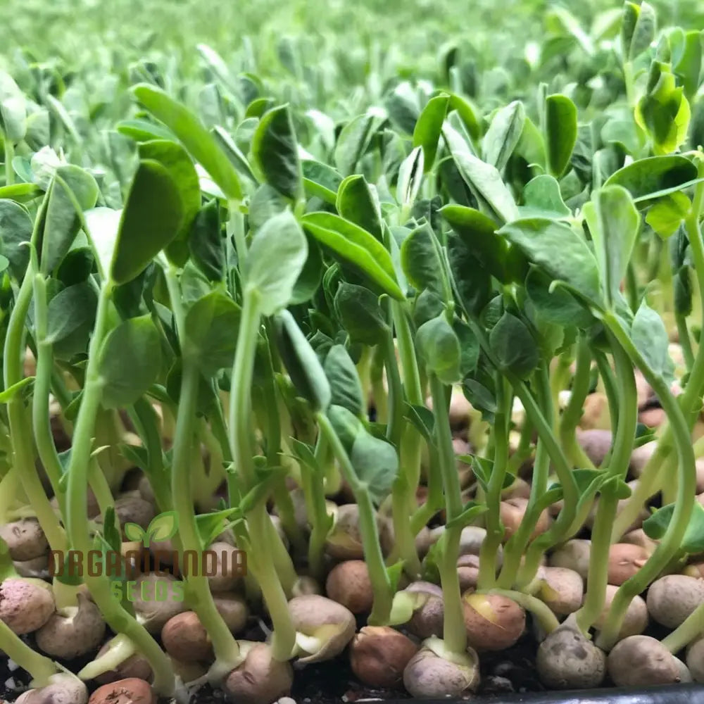 Pea Shoots Seeds â€“ Elevate Your Gardening Experience With Fresh Flavorful Additions To Plate!