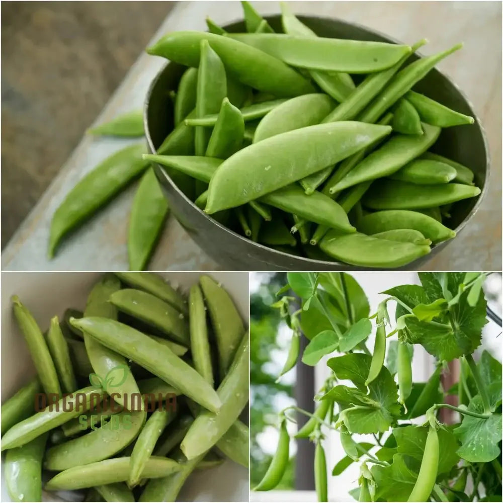 Sugarsnap Bon Pea Seeds for Planting, High-Yield Non-GMO Vegetable Seeds