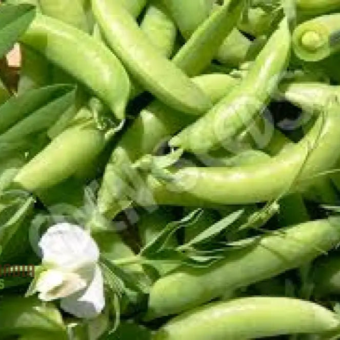 Pea (Sugarsnap) - Bush Sugar Ann Seeds For Planting And Gardening | Premium Quality Organic