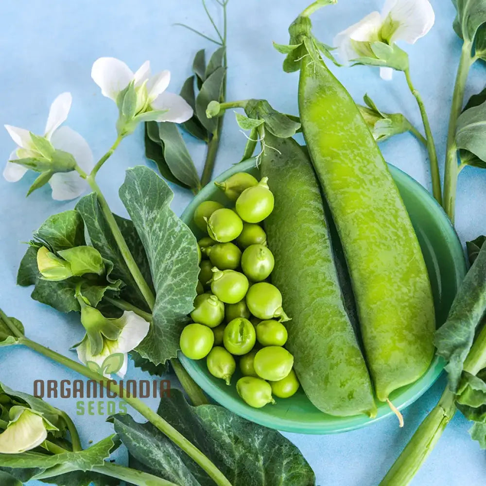 Climbing Pea Plants on Trellis, Mixed Organic Pea Seeds