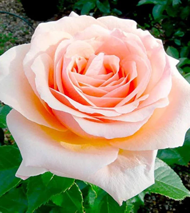 Peach Rose Seeds for Soft Warm Blooms in Home Garden