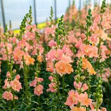 Peach Snapdragon Flower Seeds for Garden Planting and Blooming