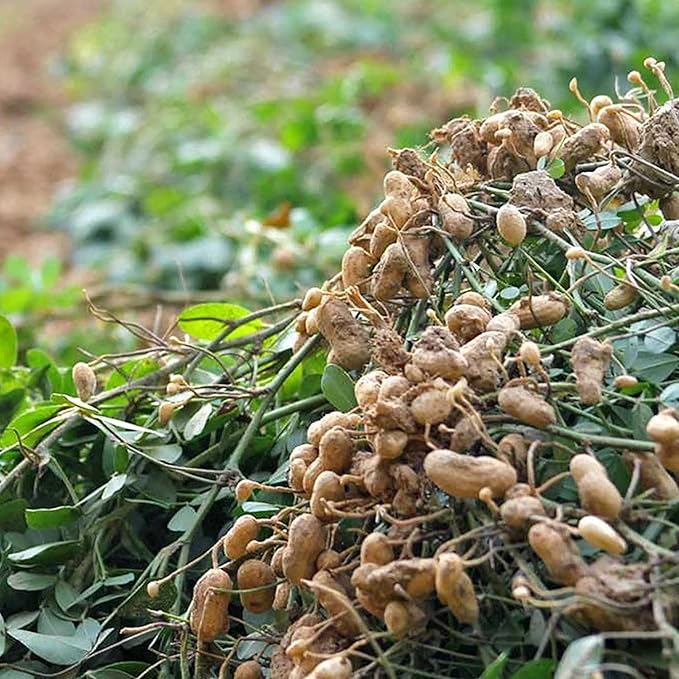 Healthy Peanut Plant from Virginia Jumbo Seeds, High-Yield Legume Crop