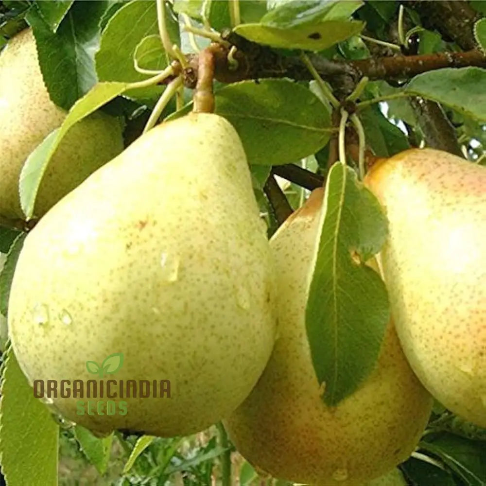 Premium Non-GMO pear seeds for planting in home garden