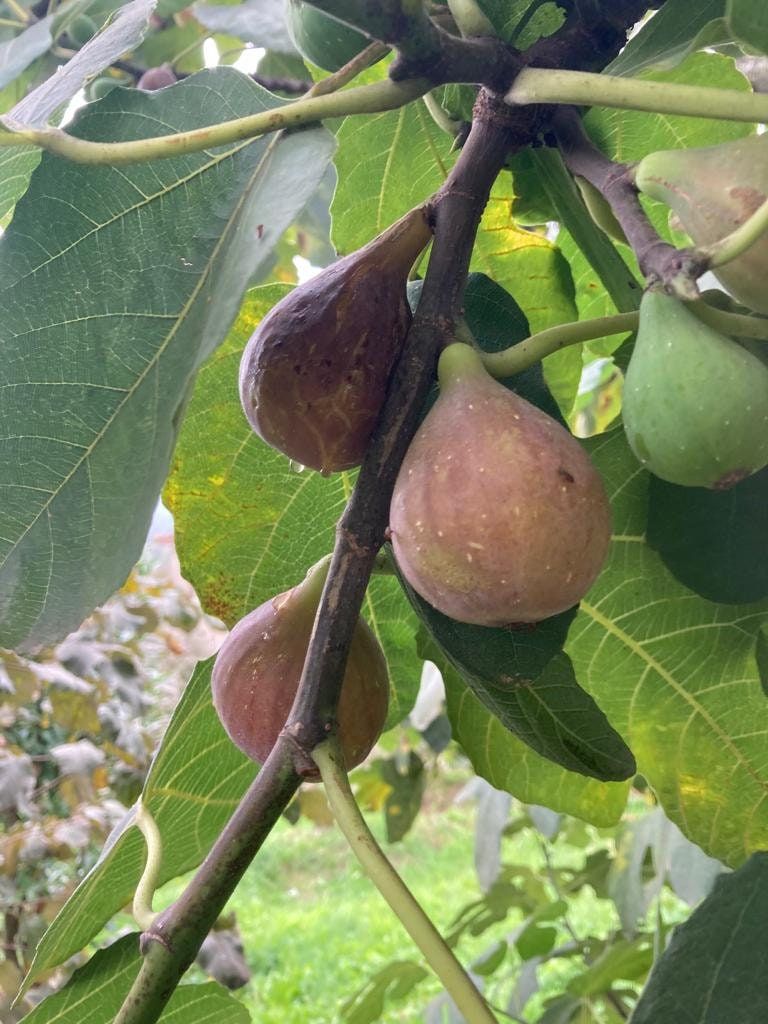 Live Bartlett pear tree cuttings ready for propagation