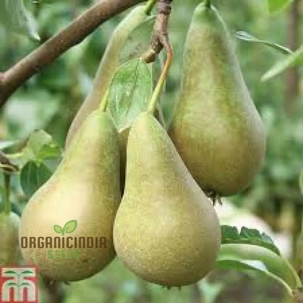 Young pear seedlings growing from non-GMO seeds