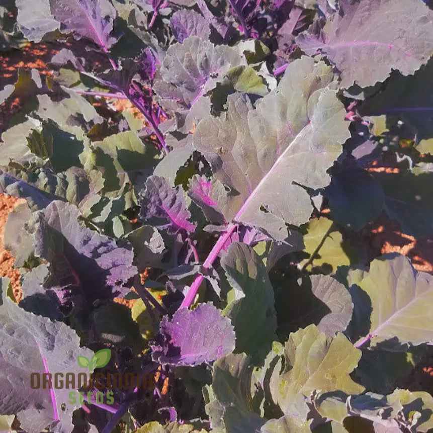 Peking Ta Ching Kou Pai Tsai Seeds Packet for Home Gardening