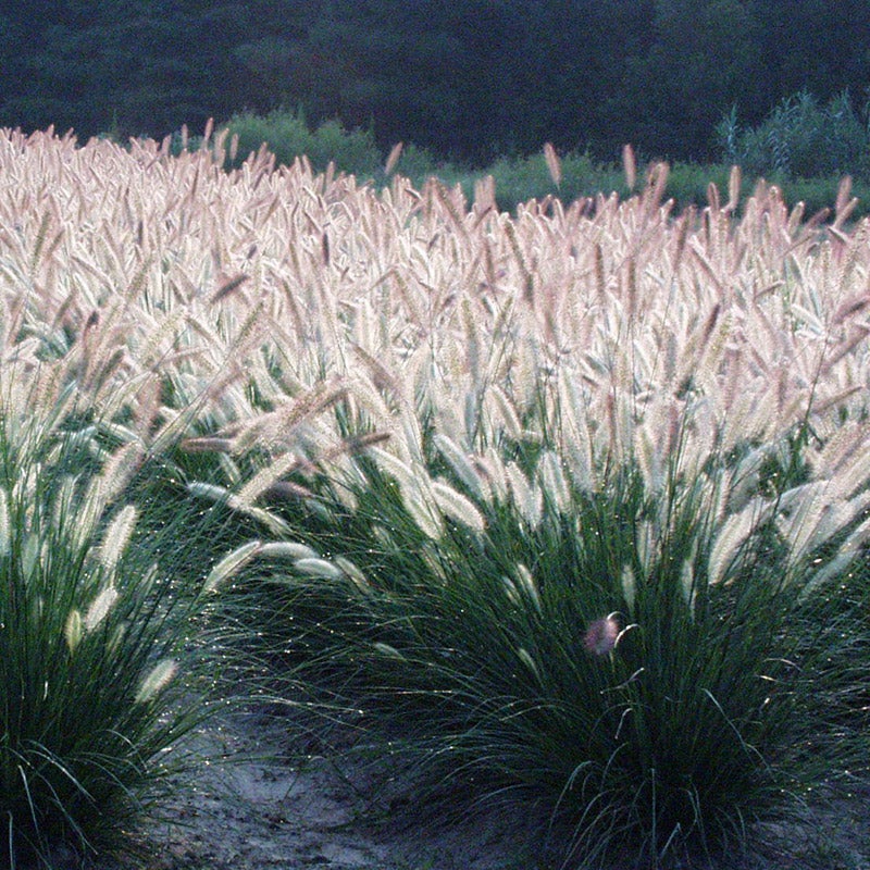 White Fountain Grass Pennisetum Villosum Ornamental Flower Seeds