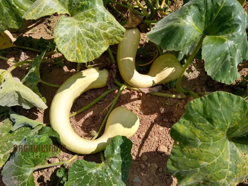 Fresh Pennsylvania Dutch Crookneck Squash Grown from Seeds