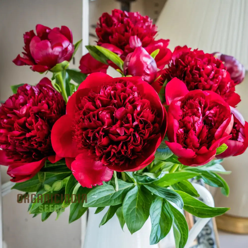 Red peony flowers growing in garden bed
