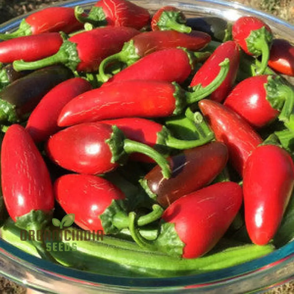 Akabare Khursani Pepper Seeds for Planting, Hot and Flavorful Garden Peppers