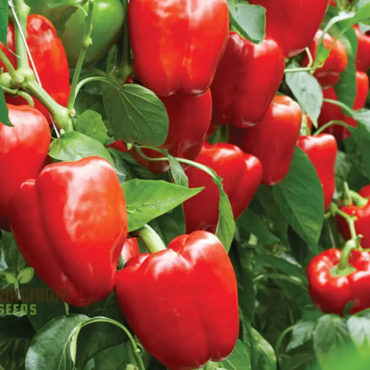Beauty Bell F1 Pepper Seeds for Planting, Easy-to-Grow Garden Peppers