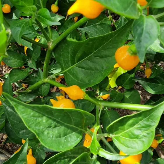 Harvested Biquinho Yellow Peppers from Seeds, Bright Mild Chili Peppers