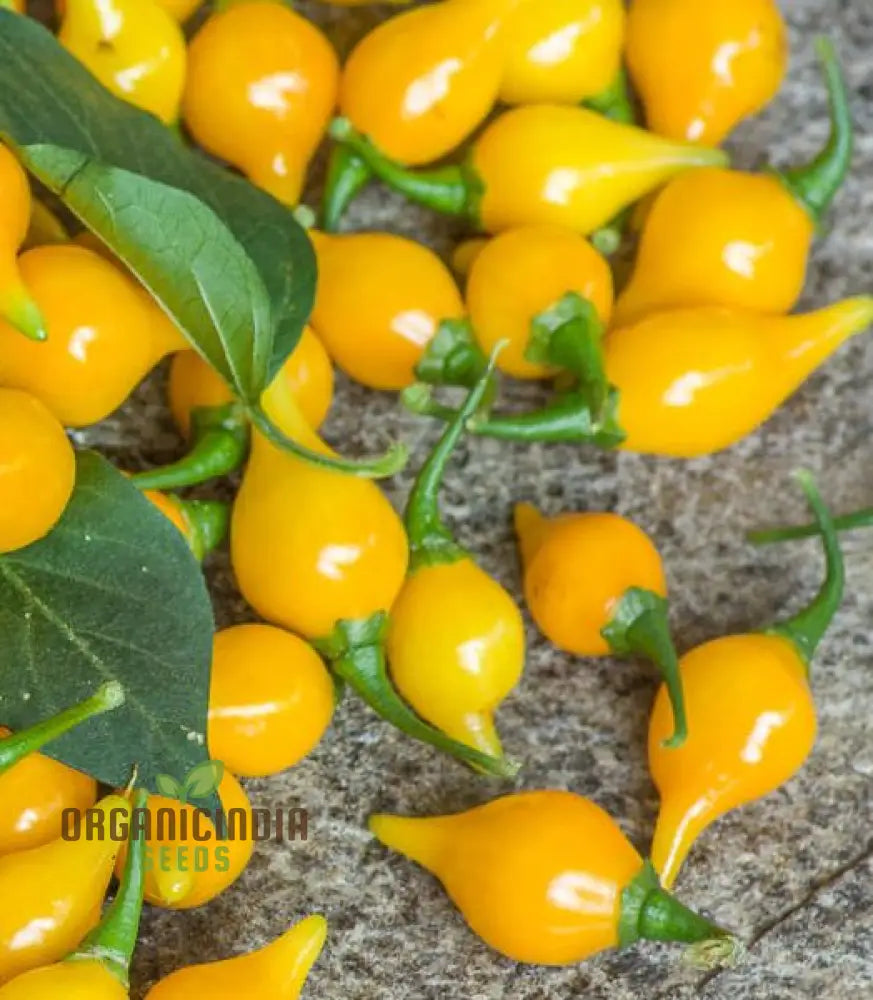 Mature Biquinho Yellow Pepper Plant from Seeds, Compact Garden Pepper