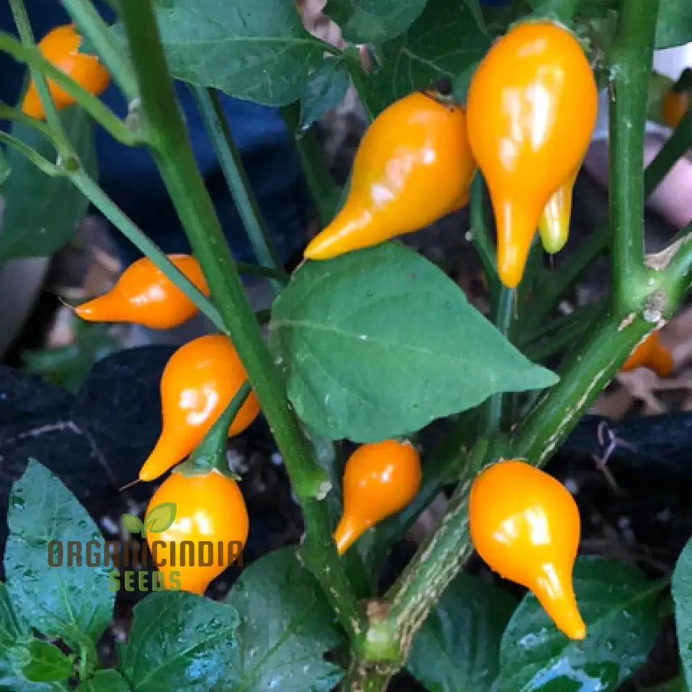 Biquinho Yellow Pepper Seeds for Home Gardening, Mild Hot Pepper Variety