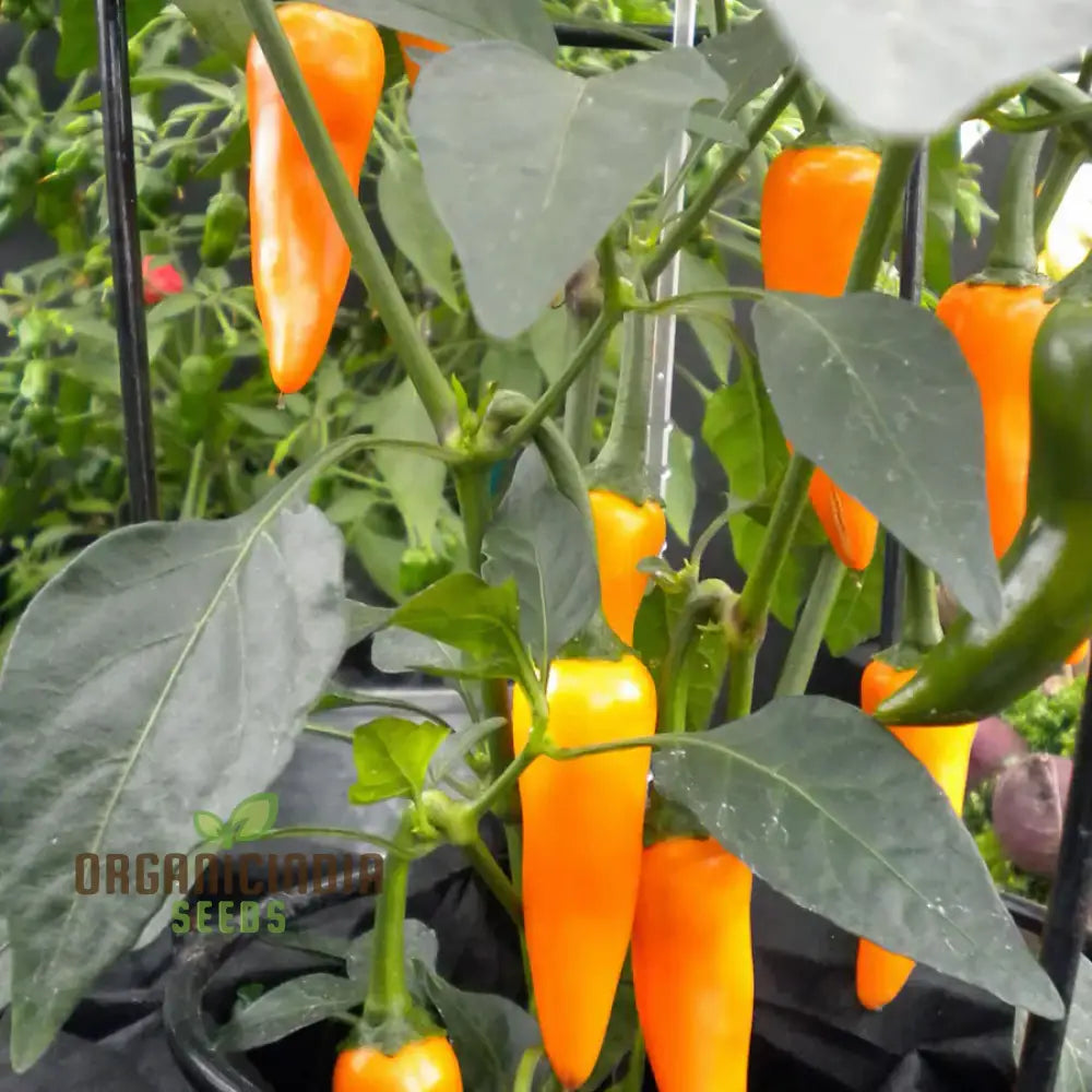 Mature Bulgarian Carrot Pepper Plants, Sweet and Vibrant Orange Fruits
