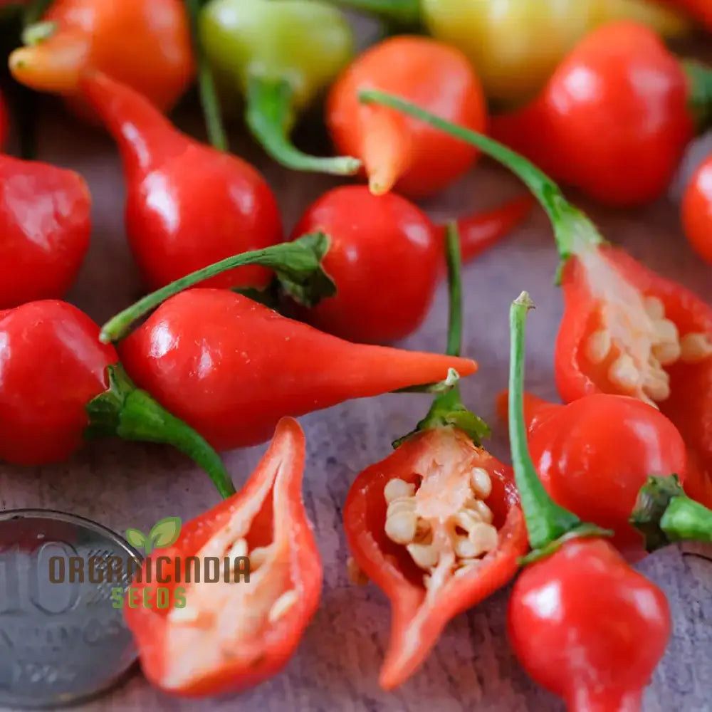 Mature Button Red Pepper Plants, Vibrant and Flavorful Fruits