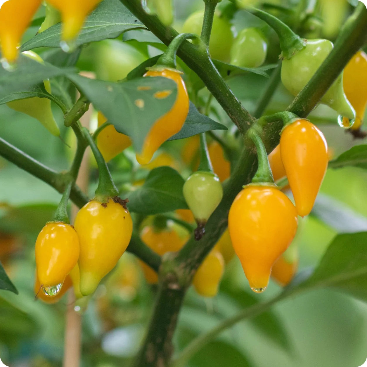 Button Yellow Pepper Seedlings Growing in Garden, Quick-Growing Seeds