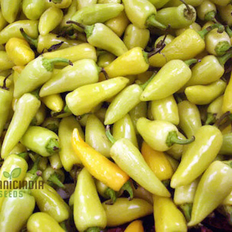 Mature Caloro Pepper Plants, Colorful and Flavorful Fruits