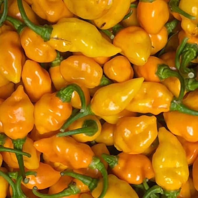 Harvested Datil Peppers from Seeds, Flavorful and Moderately Spicy Garden Produce