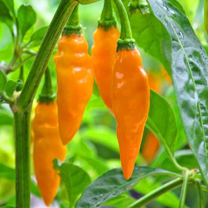 Mature Datil Pepper Plant from Seeds, Bushy and High-Yielding