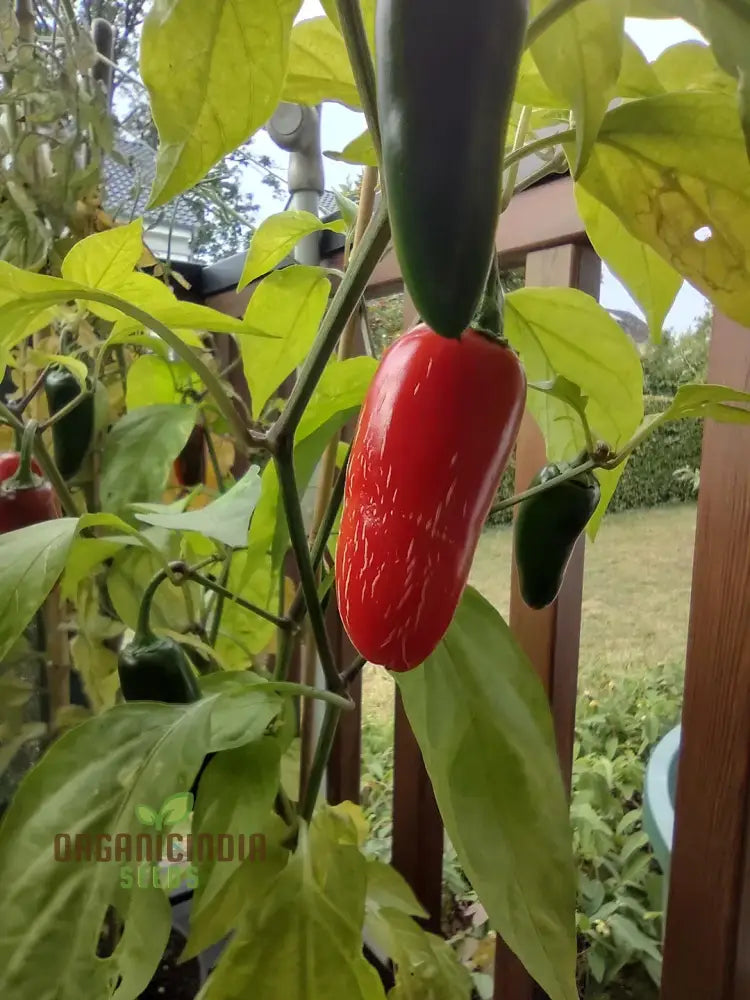 Ripe Farmers Jalapeno Peppers from Seeds, Medium Heat Pepper Variety