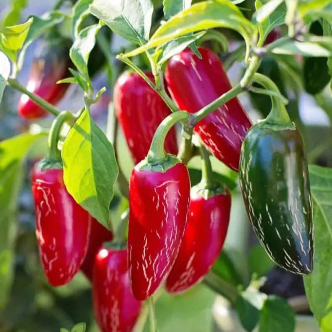 Farmers Jalapeno Pepper Seeds for Garden, Easy-to-Grow Culinary Pepper Seeds