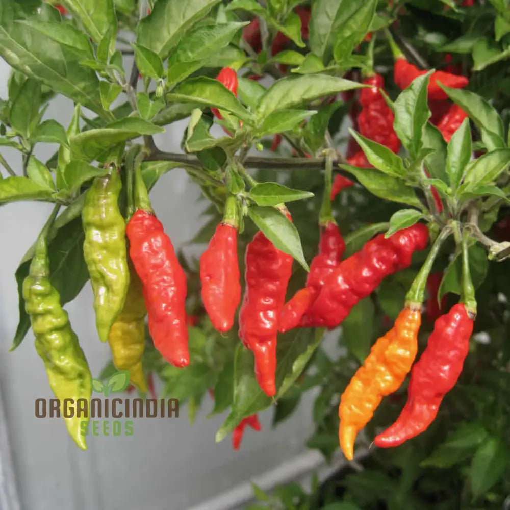 Mature Fruity Volcano Pepper Plants, Colorful and Flavorful Fruits