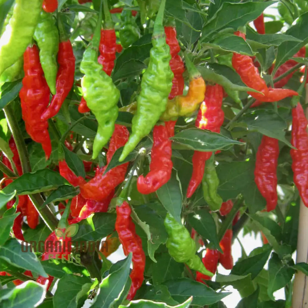Fruity Volcano Pepper Seeds for Planting, Easy-to-Grow Garden Peppers