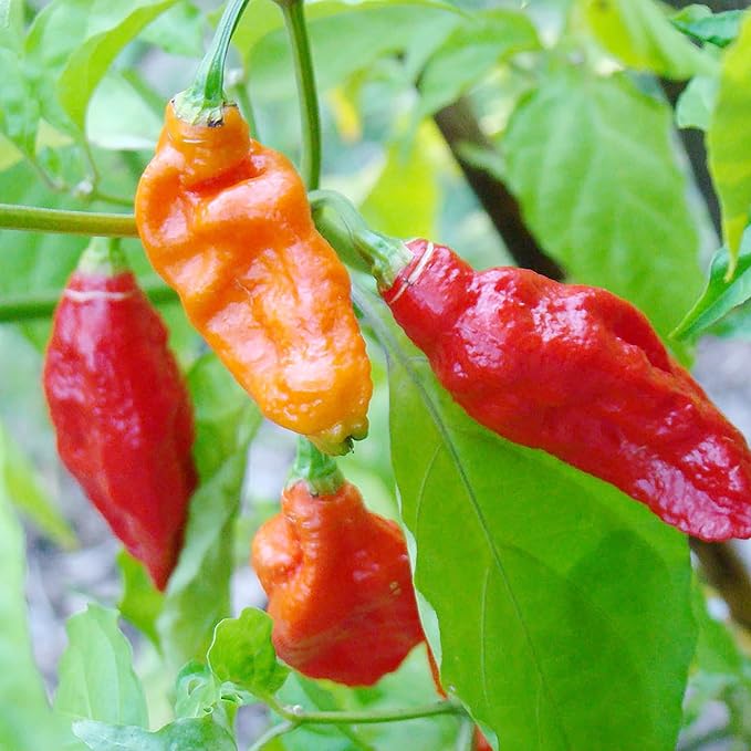 Ghost Pepper Plant in Container from Seeds, Easy-to-Grow Hot Chili