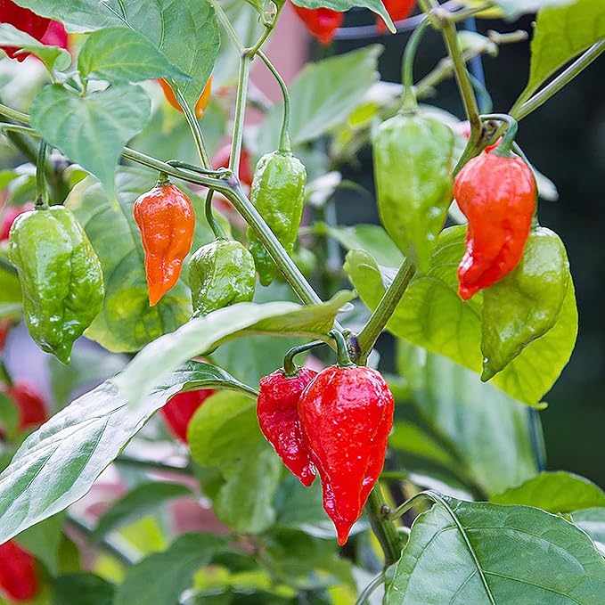 Ghost Pepper Plants Growing in Garden Bed from Seeds, Home Chili Garden
