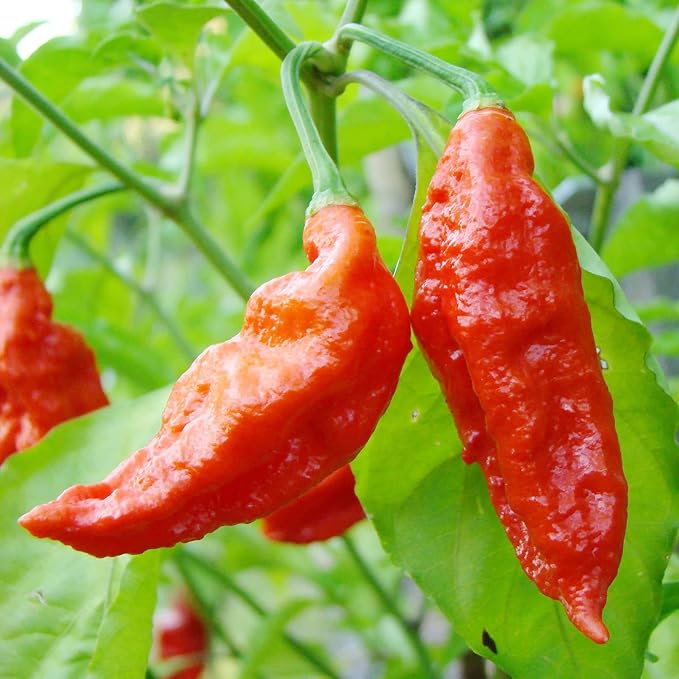 Ghost Pepper Seeds for Home Garden, Heirloom Extremely Hot Chili Seeds