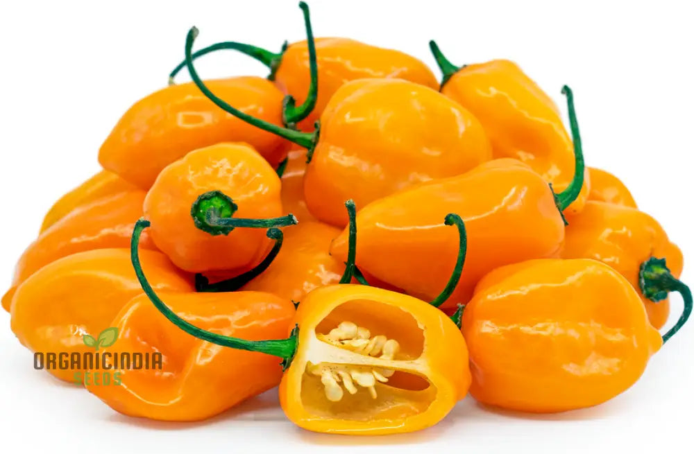 Harvested Habanero Orange Peppers from Seeds, Vibrant and Flavorful