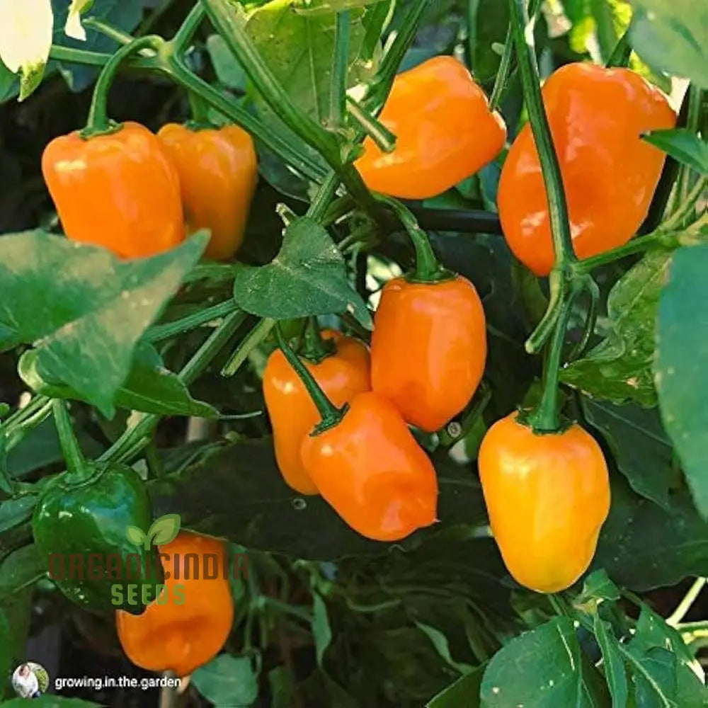 Mature Habanero Orange Pepper Plant from Seeds, Bushy and High-Yielding