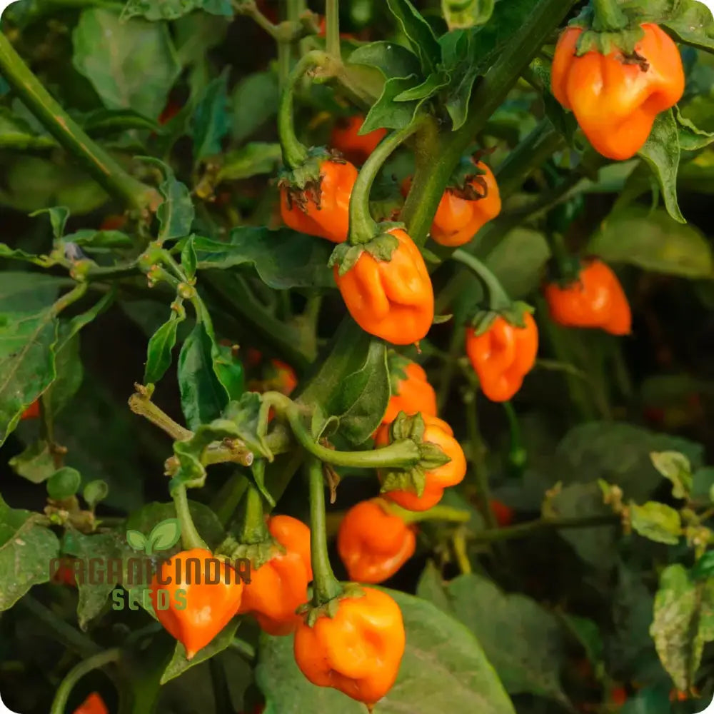 Pepper Habanero Orange Seeds for Home Garden, Easy-to-Grow Pepper Seeds