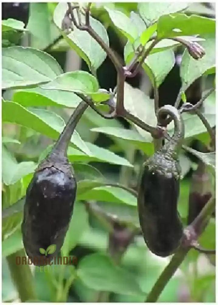Ripe Jalapeno Purple Tiger Peppers from Seeds, Mild to Medium Heat
