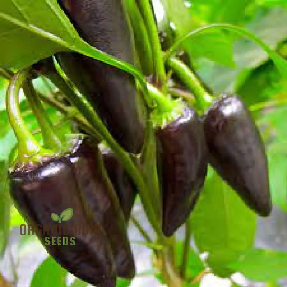 Mature Jalapeno Purple Tiger Pepper Plant with Fruits from Seeds