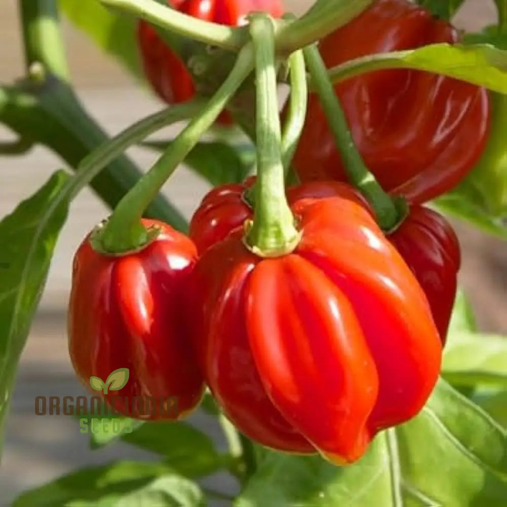 Mature 7 Variety Pepper Plants from Seeds, Crisp Colorful Peppers