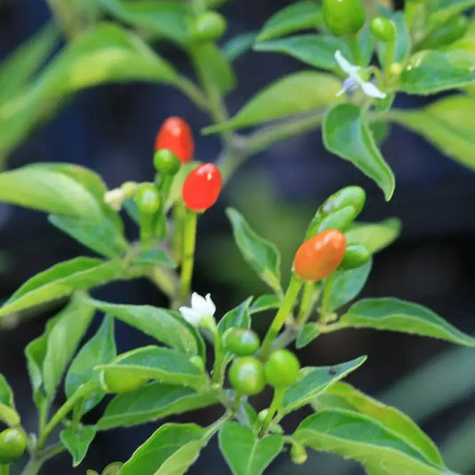 Mature McMahon’s Texas Bird Pepper Plant with Bright Red Peppers